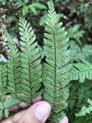 Dryopteris formosana