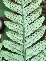 Dryopteris formosana