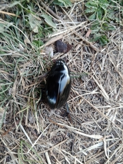 Hydrophilus aterrimus