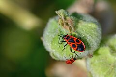 Pyrrhocoris apterus