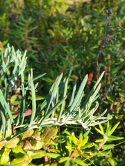 Andromeda polifolia glaucophylla