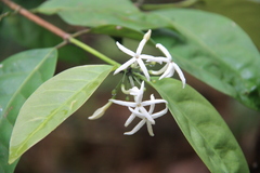 Prismatomeris