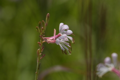 Oenothera filiformis