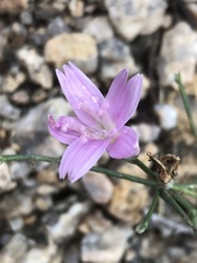 Stephanomeria exigua