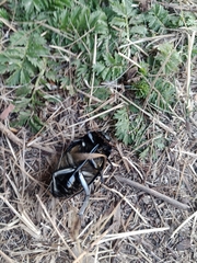 Hydrophilus aterrimus