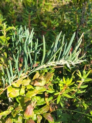 Andromeda polifolia glaucophylla