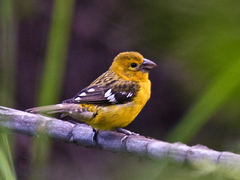 Golden Grosbeak photo 4