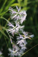Dianthus superbus