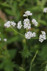 Dianthus superbus