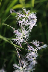 Dianthus superbus