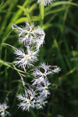 Dianthus superbus