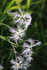 Dianthus superbus