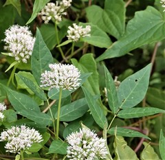 Mikania scandens
