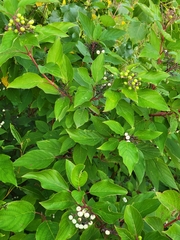 Cornus sericea