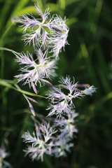 Dianthus superbus