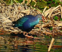 Porphyrio poliocephalus