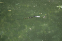 Nerodia fasciata confluens