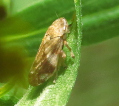 Philaenus spumarius