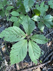 Parthenocissus inserta