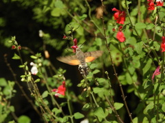 Macroglossum stellatarum