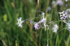 Dianthus superbus