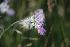 Dianthus superbus