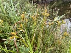 Carex lurida
