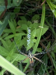 Argiope trifasciata