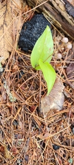 Maianthemum canadense