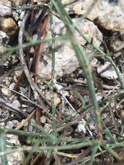 Stephanomeria exigua