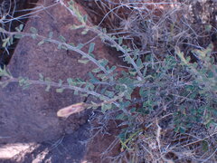 Pegolettia