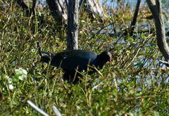 Porphyrio martinica