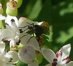 Brachycera