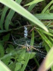 Argiope trifasciata