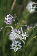 Dianthus superbus