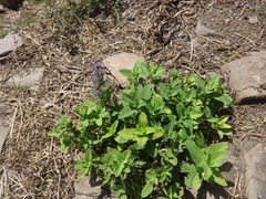 Nepeta grandiflora