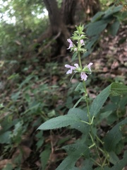 Stachys tenuifolia