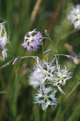 Dianthus superbus