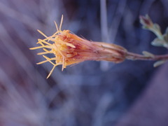 Pegolettia