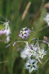 Dianthus superbus