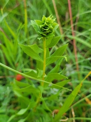 Rhopalomyia solidaginis