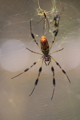 Trichonephila clavipes