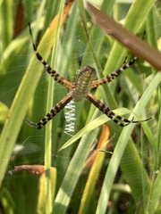 Argiope trifasciata