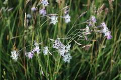 Dianthus superbus