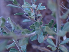 Pegolettia