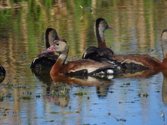 Dendrocygna autumnalis