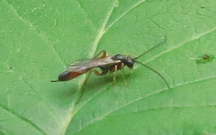 Diplazon laetatorius