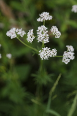 Dianthus superbus