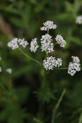 Dianthus superbus