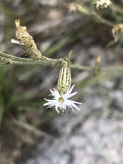 Silene sargentii
